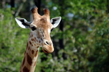 Papier Peint photo autocollant Girafe girafe 002