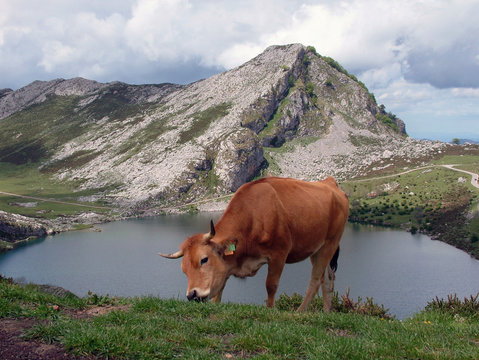 lago