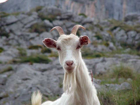 cabra