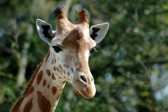 girafe 003