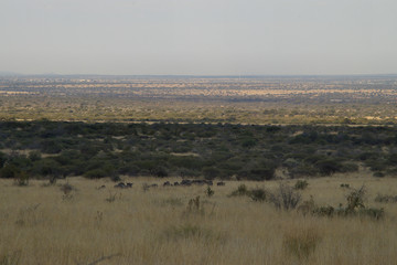 Fototapeta premium the african plain
