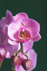 Fototapeta na wymiar pink orchidee