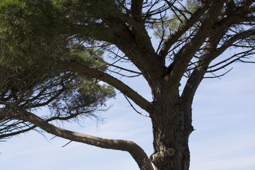Fototapeta na wymiar umbrella pine