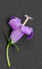 trompette florale
