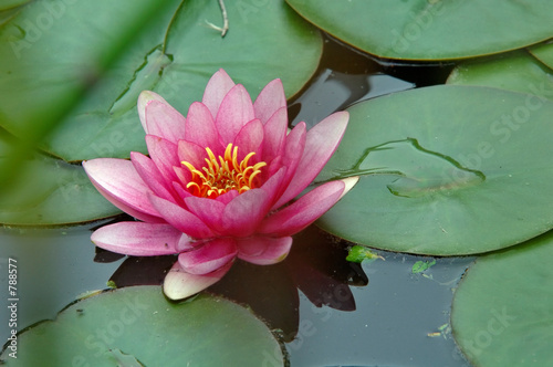 Fleur De Lotus Stock Photo And Royalty Free Images On