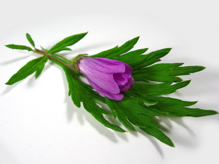 purple flower on a leaf