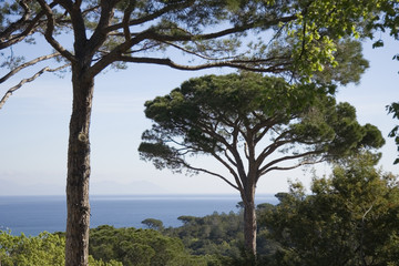 Obraz premium umbrella pines over the ocean