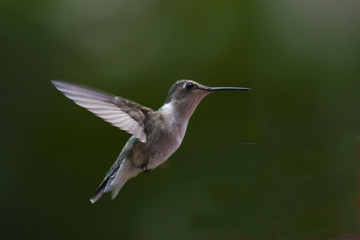 hummingbird in flight © Bob Quinn