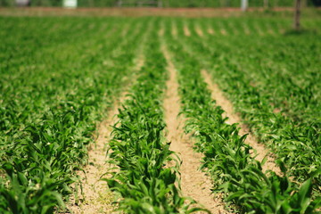 jeune champs de maïs