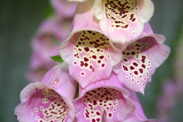 digitalis