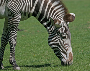 Fototapeta na wymiar grevy's zebra