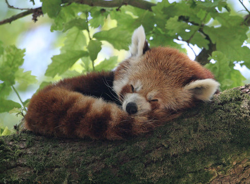 Fototapeta red panda asleep
