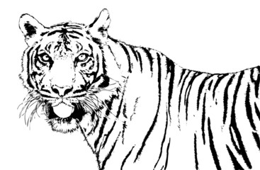 tiger of sumatra