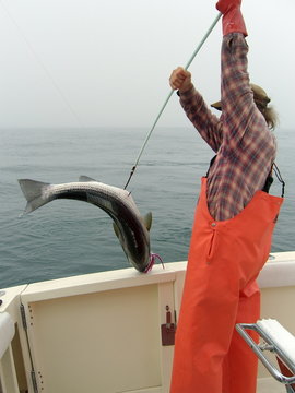 fish caught