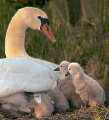 swan and her babies