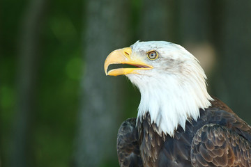 Obraz premium bald eagle