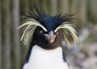 rockhopper pinguïn