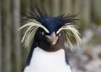 Selbstklebende Fototapete Pinguin Felsenpinguin