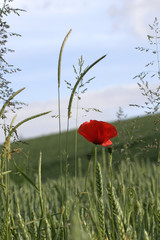 coquelicots