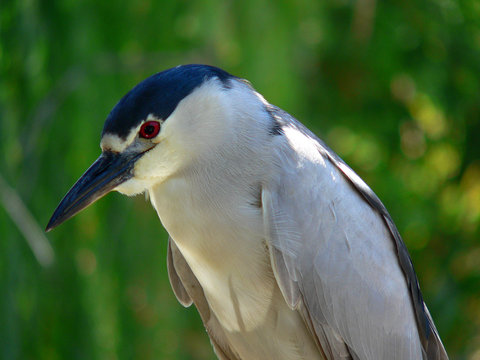 Black Crowned Night Heron