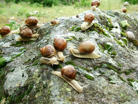 escargots en groupe