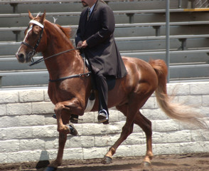 Obraz premium walking horse