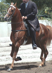 Fototapeta premium walking horse