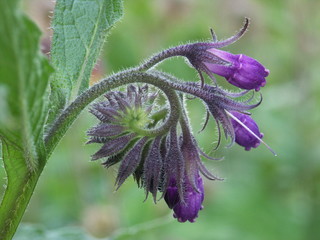 blüten des echten beinwells