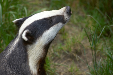 badger