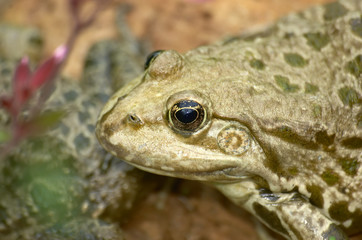 frog