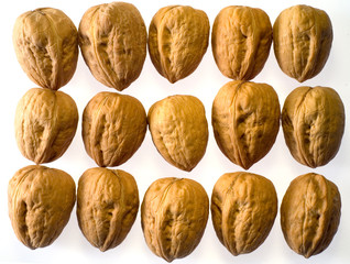 walnuts in rows