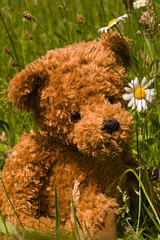 lovely teddybear in the grass
