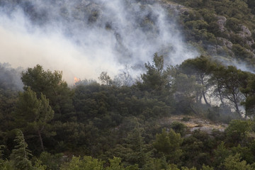 Fototapeta na wymiar pożary lasu