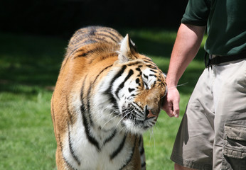 Fototapeta premium wyszkolony tygrys