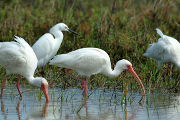 white ibis (eudocimus albus), florida