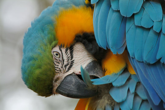 parrot