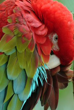   parrots