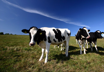 Fototapeta na wymiar duński krów