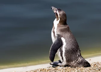 Abwaschbare Fototapete Pinguin humboldt penguin