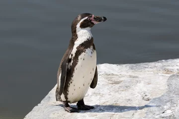 Abwaschbare Fototapete Pinguin Humboldt-Pinguin