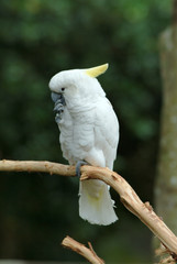cockatoo © NICOLAS LARENTO