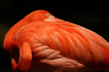 Papier Peint photo Flamant flamingo