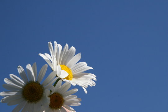 margarite