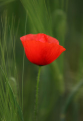 poppy