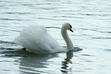 swan