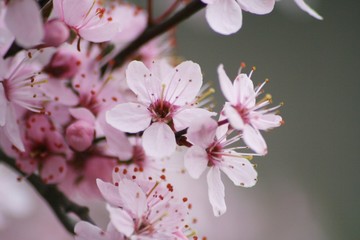 Naklejka premium blossom