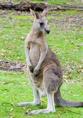 Peel and stick wall murals Kangaroo red kangaroo