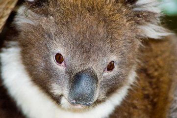 young koala closeup