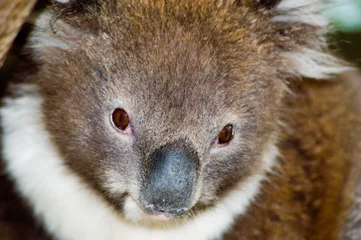 Photo sur Plexiglas Koala jeune koala gros plan