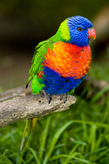 rainbow lorikeet on a perch
